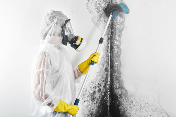 Best Mold Prevention Services  in Mineola, NY