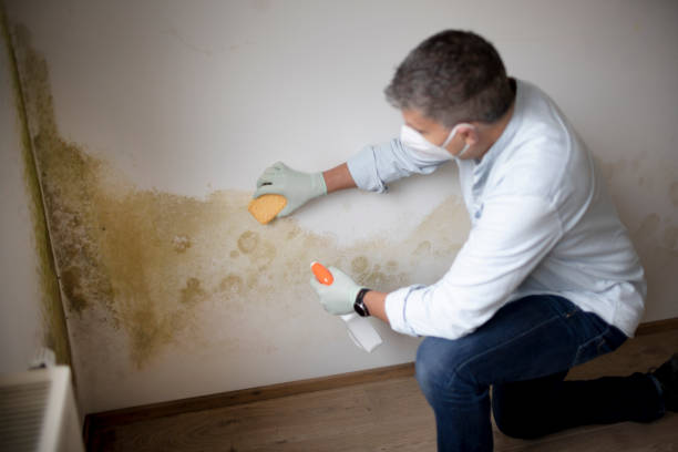 Best Basement Mold Removal  in Mineola, NY