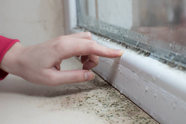 Best Real Estate Mold Inspection  in Mineola, NY