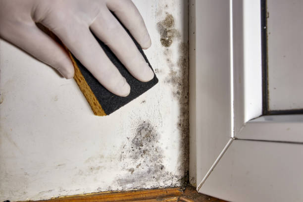 Best Basement Mold Removal  in Mineola, NY